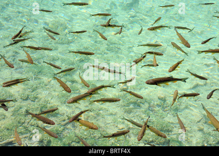 Schwarm von europäischen Döbel (Squalius Cephalus) im klaren Wasser der Plitvicer Seen, Kroatien, August. Stockfoto