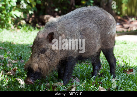 Ein Borneo bärtigen Schwein ist zu sehen im Bako Nationalpark in Borneo, Malaysia Stockfoto