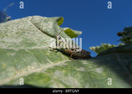 Melanoplus Femurrubrum auch bekannt als die Redlegged Heuschrecke Stockfoto