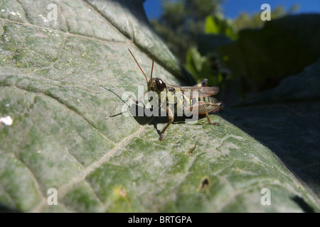 Melanoplus Femurrubrum auch bekannt als die Redlegged Heuschrecke Stockfoto