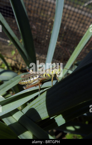 Melanoplus Femurrubrum auch bekannt als die Redlegged Heuschrecke Stockfoto