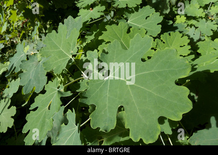 Das Laub eines macleaya Cordata, auch bekannt als Federmohn, von dem iis bekannt ist, dass es eine invasive Pflanze in nordamerikanischen Gärten ist Stockfoto