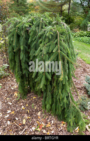 Eine weinende gemeine Fichte, Picea Abies 'Pendel' in Edwards Gardens, Toronto Stockfoto