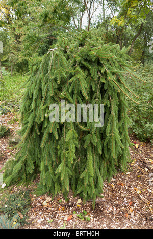 Eine weinende gemeine Fichte, Picea Abies 'Pendel' in Edwards Gardens, Toronto Stockfoto