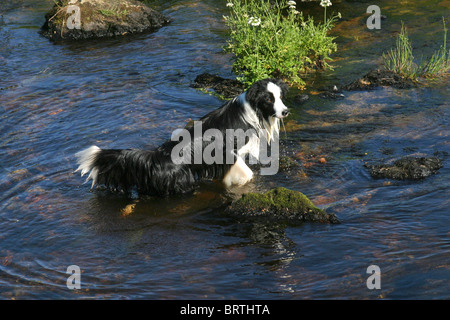 spielerische Border-Collie Hund planschen im Stream bei postbridge Dartmoor Devon uk Stockfoto