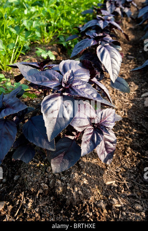 Basilikum Bio Garten Bio biologische Sprossen wachsen Gärten Boden Gemüse Gemüse Landwirtschaft Anbau Stockfoto