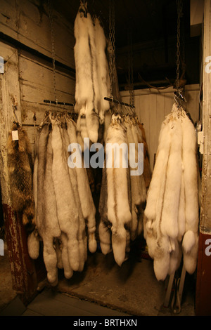 Torget Fischmarkt: Wölfe Pelz Mäntel Skins für Verkauf Stockfoto