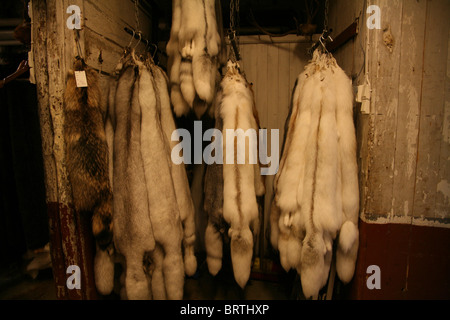 Torget Fischmarkt: Wölfe Pelz Mäntel Skins für Verkauf Stockfoto