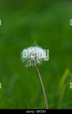 Löwenzahn-Uhr Stockfoto