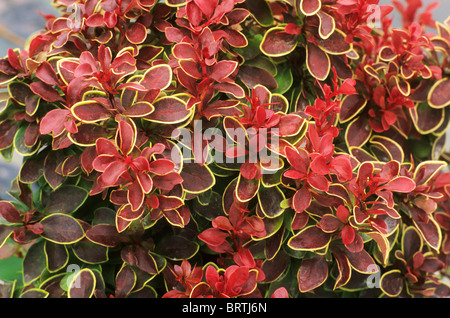 Berberis Thunbergii "Bewunderung", Berberitze rote Blatt Blätter Laub im Herbst herbstliche Herbst Stockfoto