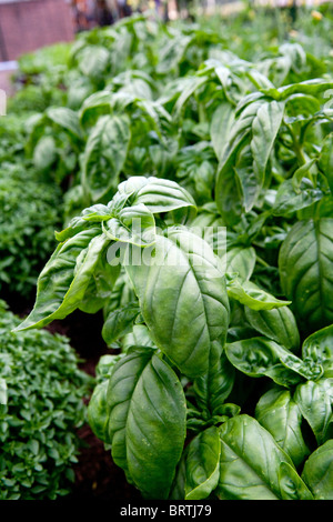 Basil Garten Bio biologische Rosenkohl wachsenden grünen grünen Blätter Gärten Boden Gemüse Gemüse Pflanzen Bauern pflegen Stockfoto