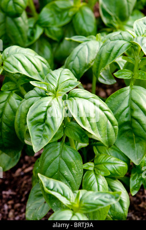 Basilikum Bio Garten Bio biologische Sprossen wachsen Gärten Boden Gemüse Gemüse Landwirtschaft Anbau Stockfoto