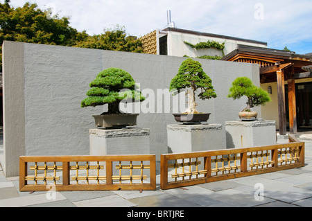 National Bonsai & Penjing Museum befindet sich in der Nation-Arboretum in Washington D.C., USA. Stockfoto