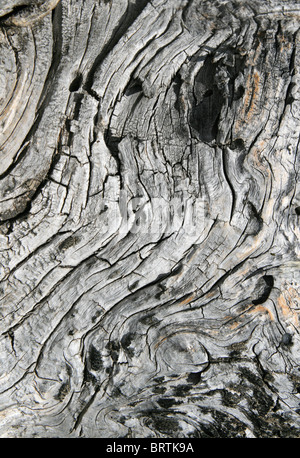 verdrehte grau Holz aus einem alten Toten Kiefer Baumstamm geknackt Stockfoto