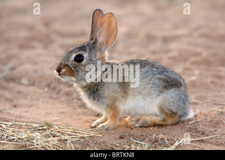 Junge osteuropäische Cottontail (Sylvilagus Floridanus), Arizona Stockfoto