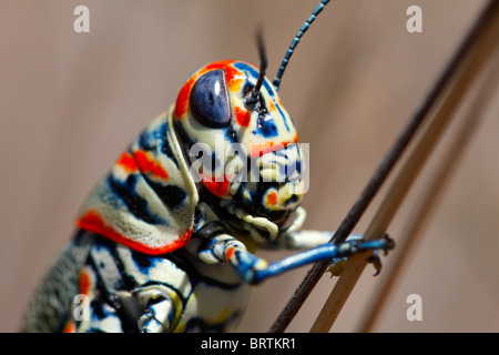 Regenbogen oder lackiert Grashüpfer (Dactylotum Variegatum), Arizona Stockfoto