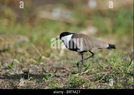 Sporn-winged Kiebitz - Sporn-winged Plover (Vanellus Spinosus - Charadrius Spinosus - Hoplopterus Spinosus) - Lake Baringo - Kenia Stockfoto