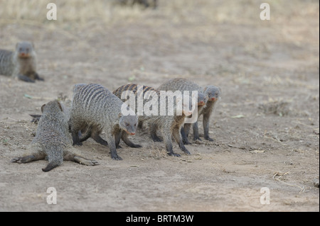 Mungo (Mungos Mungo) Gruppe ruht im Schatten der eine Baum - Massai Mara - Kenia - Ostafrika gebändert Stockfoto