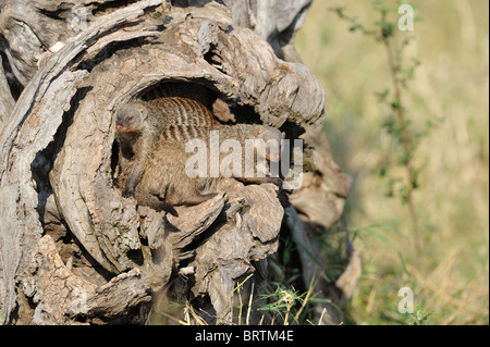 Zebramangusten (Mungos Mungo) in einem toten Baumstamm Stockfoto