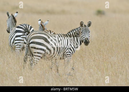 Ebenen Zebra - Herde Burchell Zebra (Equus Quagga - früher Equus Burchellii Boehmi) Weiden in der Savanne Stockfoto