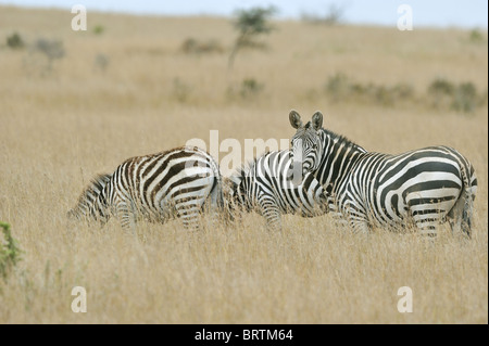 Ebenen Zebra - Herde Burchell Zebra (Equus Quagga - früher Equus Burchellii Boehmi) Weiden in der Savanne Stockfoto