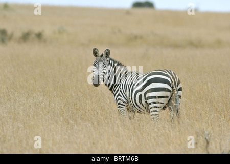 Ebenen Zebra - Burchell Zebra (Equus Quagga - früher Equus Burchellii Boehmi) Weiden in der Savanne Stockfoto