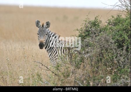 Ebenen Zebra - Burchell Zebra (Equus Quagga - früher Equus Burchellii Boehmi) Weiden in der Savanne Stockfoto