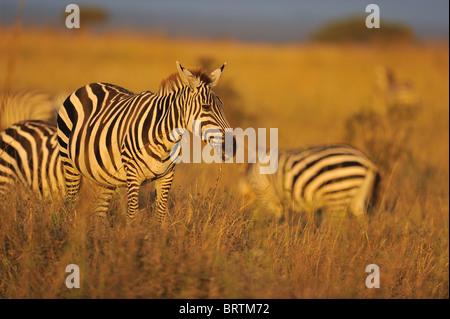 Ebenen Zebra - Herde Burchell Zebra (Equus Quagga) Weiden in der Savanne in rot-Orange Licht des Sonnenuntergangs Stockfoto