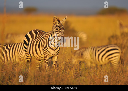 Ebenen Zebra - Herde Burchell Zebra (Equus Quagga) Weiden in der Savanne in rot-Orange Licht des Sonnenuntergangs Stockfoto