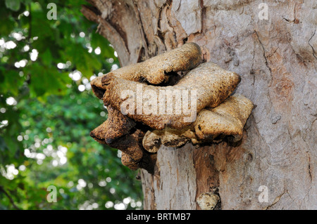 Halterung Pilz auf Baumstamm Stockfoto