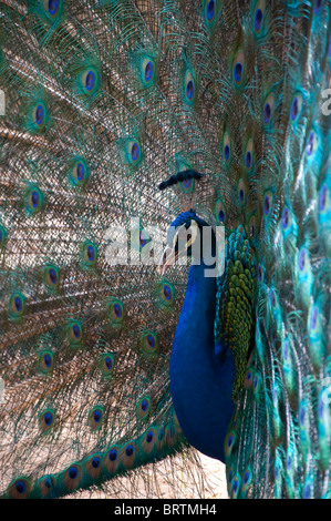 Seitenansicht der ein Pfau mit Schweif zu verbreiten, zur Paarung display Stockfoto