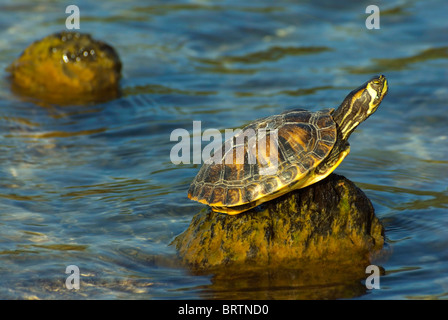 Ist Scripta Scripta (Südgrenze Schieberegler) Schildkröte, in der Sonne aalen. Stockfoto