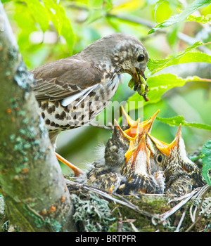 Ein Soor Turdus Ericetorum Fütterung vier junge Küken in ihrem Nest in einem Kirschbaum in Sussex Stockfoto