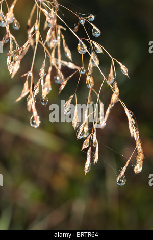 Tautropfen auf Rasen Samenköpfe Stockfoto