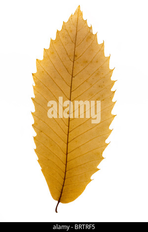 trockenen Herbst Blatt auf weißem Hintergrund Stockfoto