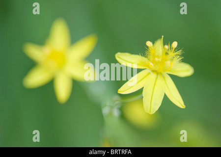 Gelb blühende Form von Bulbine Frutescens in Makro mit glatten grünen Hintergrund Stockfoto