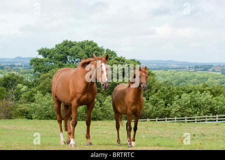Kleine und große zwei Kastanien Pferde, eine eine große zurückgezogen Rennpferd der anderen ein kleines junges Pony zusammenstehen im Feld Stockfoto