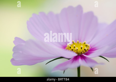 Nahaufnahme Bild von einem einzigen rosa Cosmos Bipinnatus 'Sensation' Blume Stockfoto