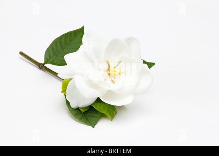 Gardenia Jasminoides auf weißem Hintergrund Stockfoto