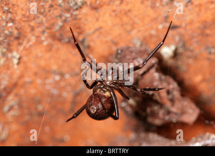 Falsche schwarze Witwe Spinne Steatoda Grossa einzelne Porträt der Unterseite des Erwachsenen Hampshire, UK Stockfoto