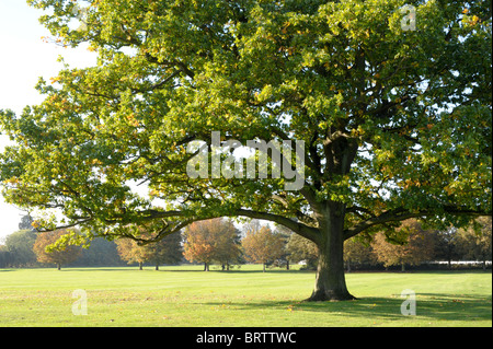 Majestätische Eiche auf Tettenhall grün mit seinen Zweigen Strecken quer durch den Park, die Gestaltung einer Reihe von Bäumen in der Ferne. Stockfoto