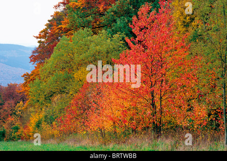 Deutschland: Herbst im südlichen regionalen Naturpark Odenwald Stockfoto