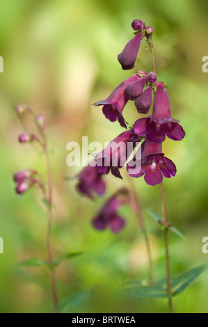 Lila Penstemon-Blüten auf einem weichen Hintergrund Stockfoto