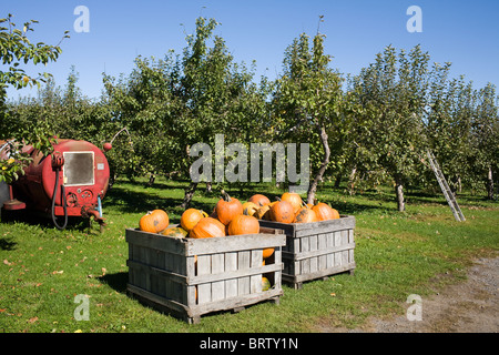 Boxen von Kürbissen zum Verkauf an einen Obstgarten in Adirondacks, New York State Stockfoto