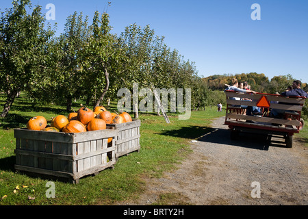 Boxen von Kürbissen zum Verkauf an einen Obstgarten in Adirondacks, New York State Stockfoto