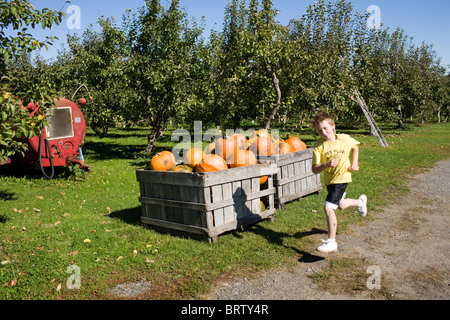 Junge läuft durch die Boxen der Kürbisse zum Verkauf in einem Obstgarten in Adirondacks, New York State Stockfoto