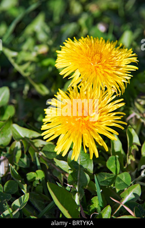 Nahaufnahme von zwei blühenden Löwenzahn auf Wiese an hellen, sonnigen Tag Stockfoto