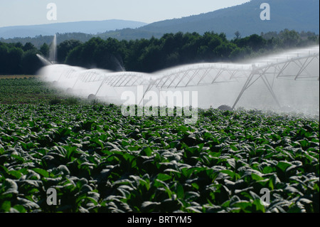 Pivot-Bewässerung-System in einem Tabakfeld Stockfoto
