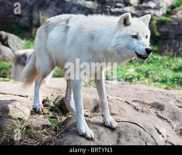 Eine junge Polarwolf steht auf Felsen. Stockfoto