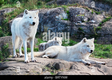 Eine Familie von arktische Wölfe Vorausschauen. Stockfoto